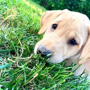 Meet your Posher, Grace